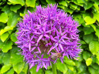 Güzel bal arısı parlak ve gösterişli Allium Giganteum çiçeklerinden nektar çıkarıyor. Canlı dev allium çiçekleri topları. Yaygın adı Çiçekli Soğan