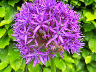 Güzel bal arısı parlak ve gösterişli Allium Giganteum çiçeklerinden nektar çıkarıyor. Canlı dev allium çiçekleri topları. Yaygın adı Çiçekli Soğan