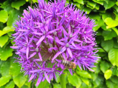Güzel bal arısı parlak ve gösterişli Allium Giganteum çiçeklerinden nektar çıkarıyor. Canlı dev allium çiçekleri topları. Yaygın adı Çiçekli Soğan