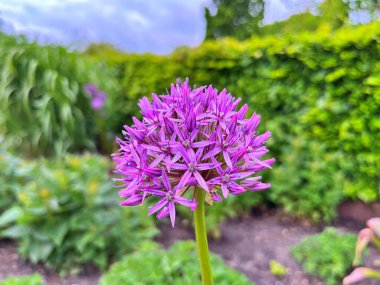 Küre, ön planda açan mor, çiçek açan dev soğan çiçeği şeklindeydi. Bulanık sarı, beyaz ve yeşil arkaplan. Giganteum Allium makro. Seçici odaklanma. Doğa konseptinde bahçe ve güzellik.