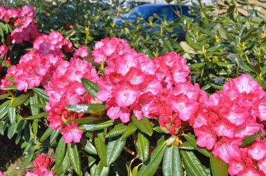 09.05.2025. Arka plan olarak Azalea ya da rhododendron çiçekleri. Herning, Danimarka 'da sokak çiçekleri. Doğa arkaplanı .....
