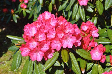 09.05.2025. Arka plan olarak Azalea ya da rhododendron çiçekleri. Herning, Danimarka 'da sokak çiçekleri. Doğa arkaplanı .....