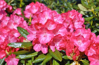 09.05.2025. Arka plan olarak Azalea ya da rhododendron çiçekleri. Herning, Danimarka 'da sokak çiçekleri. Doğa arkaplanı .....