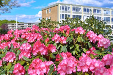 09.05.2025. Arka plan olarak Azalea ya da rhododendron çiçekleri. Herning, Danimarka 'da sokak çiçekleri. Doğa arkaplanı .....