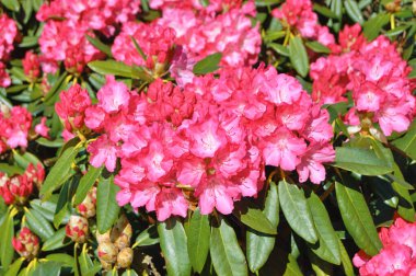 09.05.2025. Arka plan olarak Azalea ya da rhododendron çiçekleri. Herning, Danimarka 'da sokak çiçekleri. Doğa arkaplanı .....