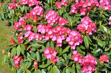09.05.2025. Arka plan olarak Azalea ya da rhododendron çiçekleri. Herning, Danimarka 'da sokak çiçekleri. Doğa arkaplanı .....
