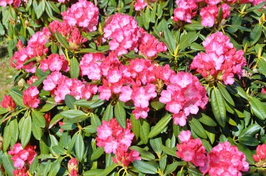 09.05.2025. Arka plan olarak Azalea ya da rhododendron çiçekleri. Herning, Danimarka 'da sokak çiçekleri. Doğa arkaplanı .....