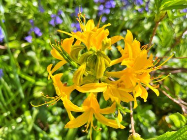 Şehir parkındaki büyük açelya ya da rhododendron. Bahçede çiçek açan açelyalar (rhododendron) mevsimi. Çiçek arkaplanı. Doğa