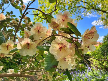 Şehir parkındaki büyük açelya ya da rhododendron. Bahçede çiçek açan açelyalar (rhododendron) mevsimi. Çiçek arkaplanı. Doğa