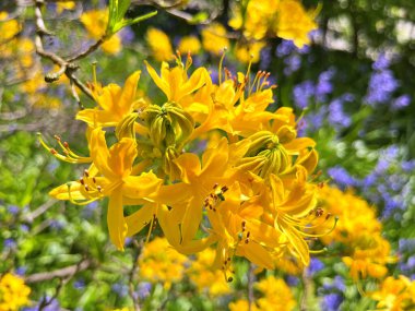 Şehir parkındaki büyük açelya ya da rhododendron. Bahçede çiçek açan açelyalar (rhododendron) mevsimi. Çiçek arkaplanı. Doğa