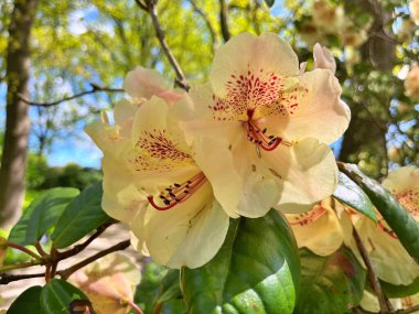 Şehir parkındaki büyük açelya ya da rhododendron. Bahçede çiçek açan açelyalar (rhododendron) mevsimi. Çiçek arkaplanı. Doğa