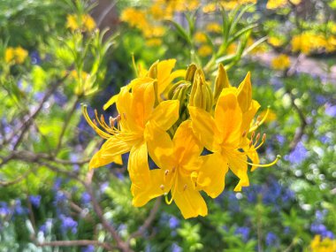 Şehir parkındaki büyük açelya ya da rhododendron. Bahçede çiçek açan açelyalar (rhododendron) mevsimi. Çiçek arkaplanı. Doğa