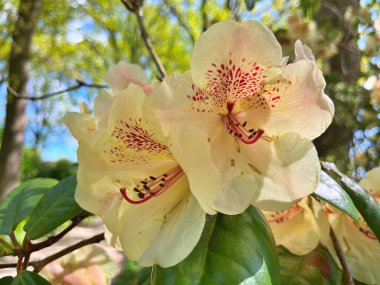 Şehir parkındaki büyük açelya ya da rhododendron. Bahçede çiçek açan açelyalar (rhododendron) mevsimi. Çiçek arkaplanı. Doğa