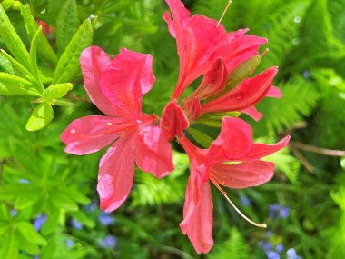 Şehir parkındaki büyük açelya ya da rhododendron. Bahçede çiçek açan açelyalar (rhododendron) mevsimi. Çiçek arkaplanı. Doğa
