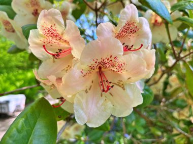 Şehir parkındaki büyük açelya ya da rhododendron. Bahçede çiçek açan açelyalar (rhododendron) mevsimi. Çiçek arkaplanı. Doğa