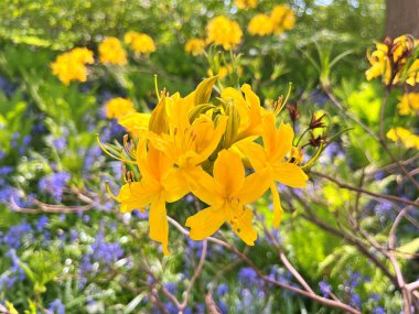 Şehir parkındaki büyük açelya ya da rhododendron. Bahçede çiçek açan açelyalar (rhododendron) mevsimi. Çiçek arkaplanı. Doğa