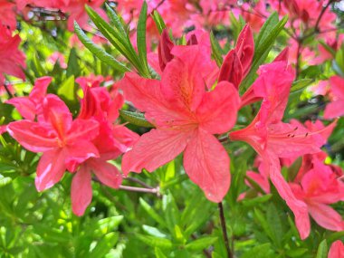 Şehir parkındaki büyük açelya ya da rhododendron. Bahçede çiçek açan açelyalar (rhododendron) mevsimi. Çiçek arkaplanı. Doğa