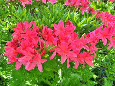 Şehir parkındaki büyük açelya ya da rhododendron. Bahçede çiçek açan açelyalar (rhododendron) mevsimi. Çiçek arkaplanı. Doğa