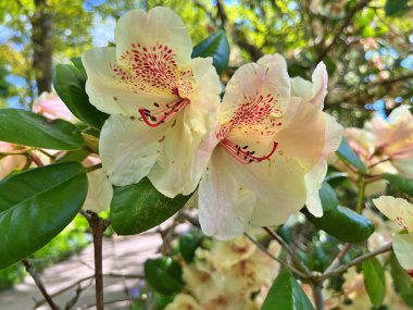 Şehir parkındaki büyük açelya ya da rhododendron. Bahçede çiçek açan açelyalar (rhododendron) mevsimi. Çiçek arkaplanı. Doğa