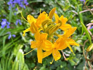 Şehir parkındaki büyük açelya ya da rhododendron. Bahçede çiçek açan açelyalar (rhododendron) mevsimi. Çiçek arkaplanı. Doğa
