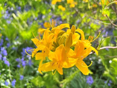 Şehir parkındaki büyük açelya ya da rhododendron. Bahçede çiçek açan açelyalar (rhododendron) mevsimi. Çiçek arkaplanı. Doğa