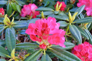 Danimarka 'nın Herning kentindeki bir sokak ile yerleşim alanı arasındaki Azalea veya Rhododendron çiçekleri. Doğa ve çiçek arka planı. Renkli arkaplan