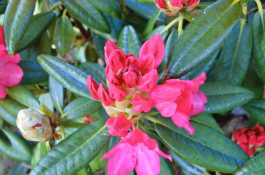 Danimarka 'nın Herning kentindeki bir sokak ile yerleşim alanı arasındaki Azalea veya Rhododendron çiçekleri. Doğa ve çiçek arka planı. Renkli arkaplan