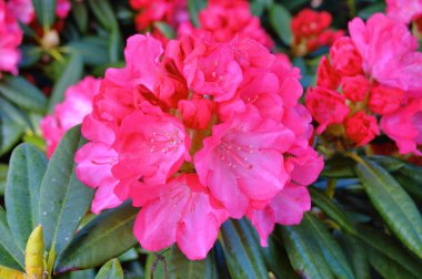 Danimarka 'nın Herning kentindeki bir sokak ile yerleşim alanı arasındaki Azalea veya Rhododendron çiçekleri. Doğa ve çiçek arka planı. Renkli arkaplan