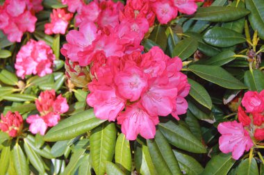 Danimarka 'nın Herning kentindeki bir sokak ile yerleşim alanı arasındaki Azalea veya Rhododendron çiçekleri. Doğa ve çiçek arka planı. Renkli arkaplan