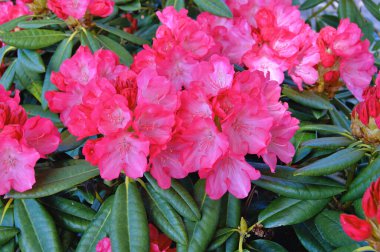 Danimarka 'nın Herning kentindeki bir sokak ile yerleşim alanı arasındaki Azalea veya Rhododendron çiçekleri. Doğa ve çiçek arka planı. Renkli arkaplan