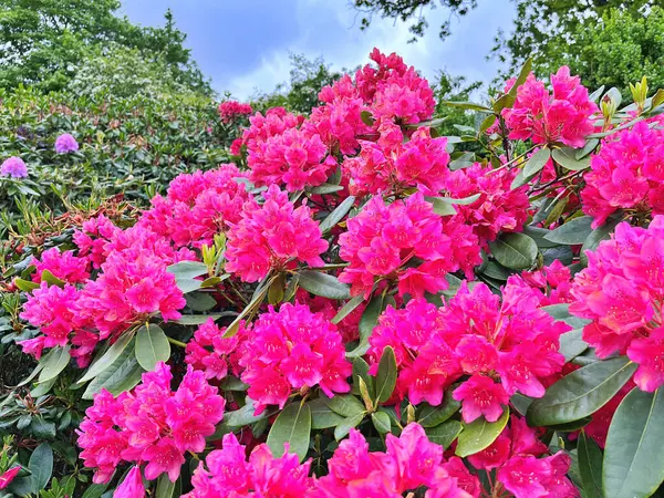 Ormangülü çiçek farklı renklerde çiçekli bitkilerde. Açelya çalılıkların farklı çiçek rengi ile parkta. Ormangülü çiçek deseni