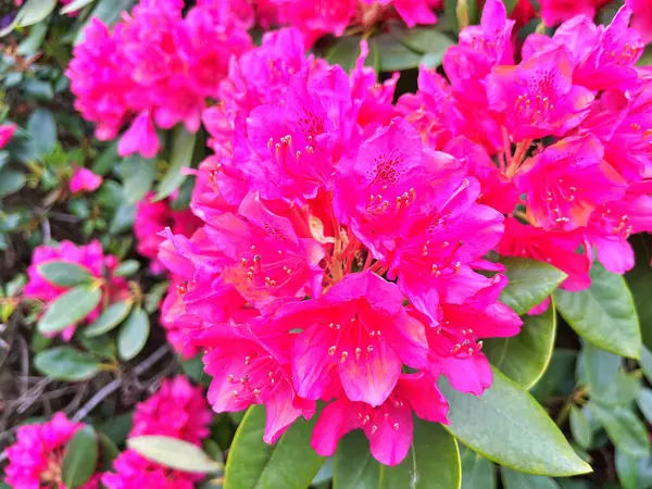 Ormangülü çiçek farklı renklerde çiçekli bitkilerde. Açelya çalılıkların farklı çiçek rengi ile parkta. Ormangülü çiçek deseni