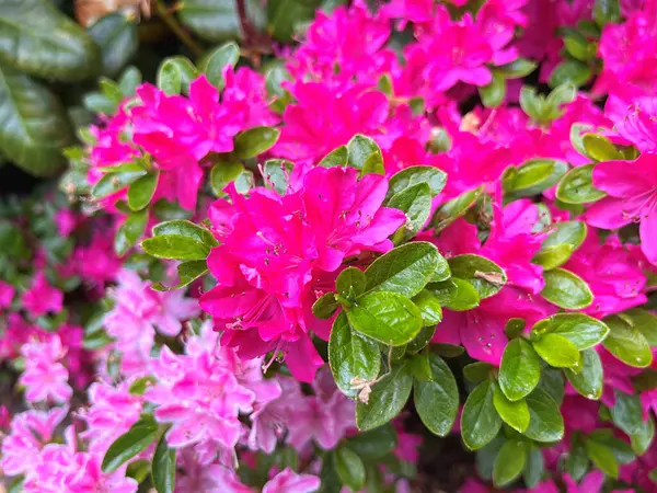 Ormangülü çiçek farklı renklerde çiçekli bitkilerde. Açelya çalılıkların farklı çiçek rengi ile parkta. Ormangülü çiçek deseni