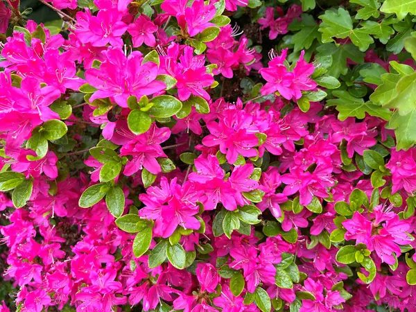 Ormangülü çiçek farklı renklerde çiçekli bitkilerde. Açelya çalılıkların farklı çiçek rengi ile parkta. Ormangülü çiçek deseni