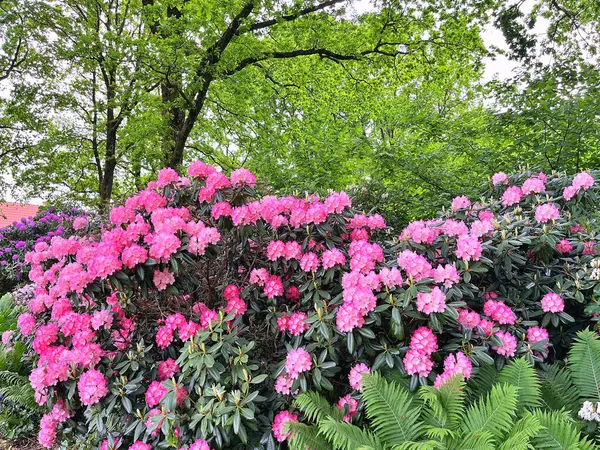 Ormangülü çiçek farklı renklerde çiçekli bitkilerde. Açelya çalılıkların farklı çiçek rengi ile parkta. Ormangülü çiçek deseni