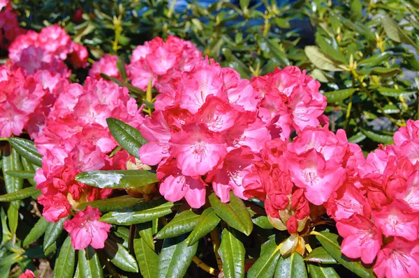 09.05.2025. Arka plan olarak Azalea ya da rhododendron çiçekleri. Herning, Danimarka 'da sokak çiçekleri. Doğa arkaplanı .....