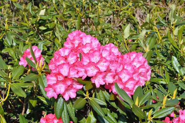 09.05.2025. Arka plan olarak Azalea ya da rhododendron çiçekleri. Herning, Danimarka 'da sokak çiçekleri. Doğa arkaplanı .....