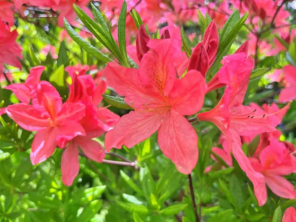 Şehir parkındaki büyük açelya ya da rhododendron. Bahçede çiçek açan açelyalar (rhododendron) mevsimi. Çiçek arkaplanı. Doğa