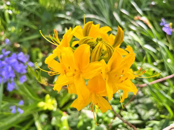 Şehir parkındaki büyük açelya ya da rhododendron. Bahçede çiçek açan açelyalar (rhododendron) mevsimi. Çiçek arkaplanı. Doğa