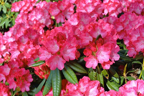 Danimarka 'nın Herning kentindeki bir sokak ile yerleşim alanı arasındaki Azalea veya Rhododendron çiçekleri. Doğa ve çiçek arka planı. Renkli arkaplan