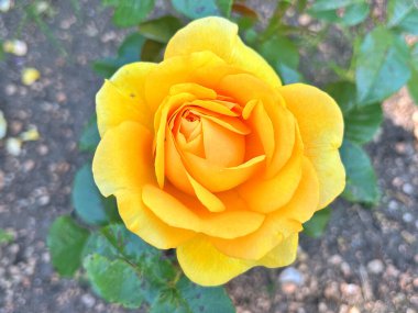 Güzel bir bahar bahçe içinde Sarı Gül bush. Gül Bahçesi. Turuncu Sarı Gül bahçesinde