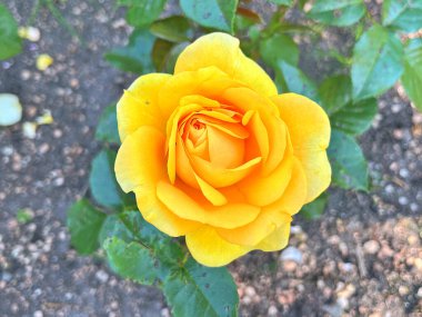 Güzel bir bahar bahçe içinde Sarı Gül bush. Gül Bahçesi. Turuncu Sarı Gül bahçesinde