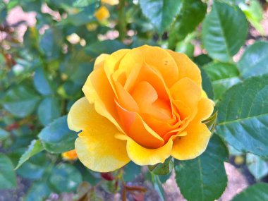 Güzel bir bahar bahçe içinde Sarı Gül bush. Gül Bahçesi. Turuncu Sarı Gül bahçesinde