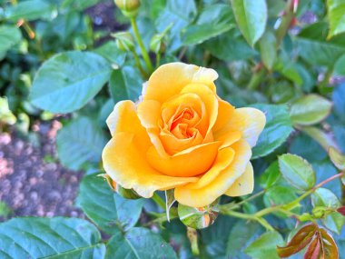 Güzel bir bahar bahçe içinde Sarı Gül bush. Gül Bahçesi. Turuncu Sarı Gül bahçesinde