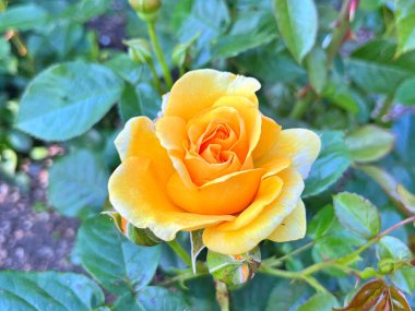 Güzel bir bahar bahçe içinde Sarı Gül bush. Gül Bahçesi. Turuncu Sarı Gül bahçesinde