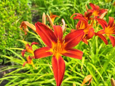 Taze kırmızı zambaklar, kızıl zambaklar, yol kenarı zambakları, güpe gündüz esmer zambaklar, kaplan zambakları. Bahçede açmakta olan Hemerocallis fulva 'ya yakın çekim