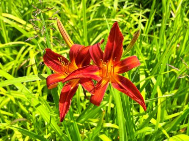 Taze kırmızı zambaklar, kızıl zambaklar, yol kenarı zambakları, güpe gündüz esmer zambaklar, kaplan zambakları. Bahçede açmakta olan Hemerocallis fulva 'ya yakın çekim