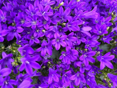 Campanula çiçeği çiçek açar. Yaz boyunca bahçede mor çan çiçekleri (Campanula alameti)