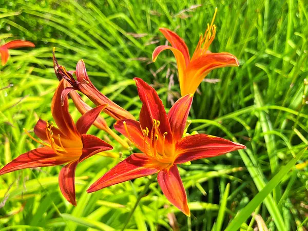 Taze kırmızı zambaklar, kızıl zambaklar, yol kenarı zambakları, güpe gündüz esmer zambaklar, kaplan zambakları. Bahçede açmakta olan Hemerocallis fulva 'ya yakın çekim