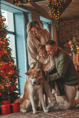 Evde Noel Baba 'yı Akita Inu ile bekleyen örgü bej kazaklı mutlu aile portresi. Gülümseyen ebeveynler küçük oğlunu kucaklıyor ve öpüyor. 25 Aralık Noel ağacının ışıkları altında Noel 'i kutluyor.